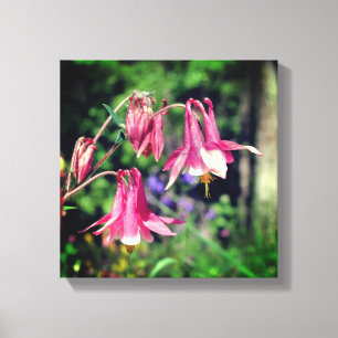 Pink Columbine Flowers Close Up Canvas Print