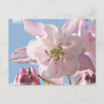 Pink Columbine Flowers Postcard