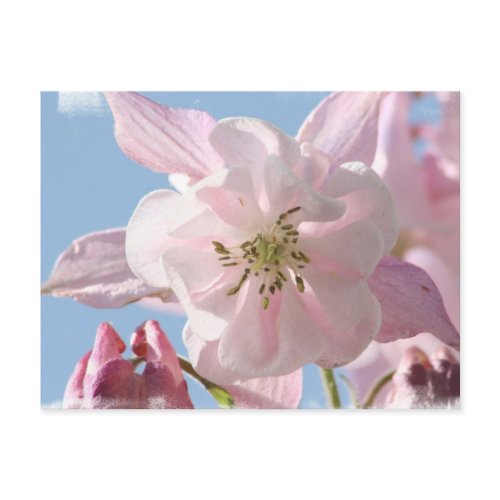 Pink Columbine Flowers Postcard