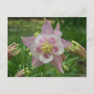 Pink Columbine Postcard