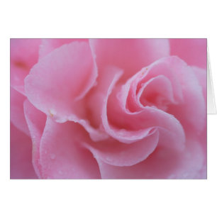 Pink Common Camellia Cards