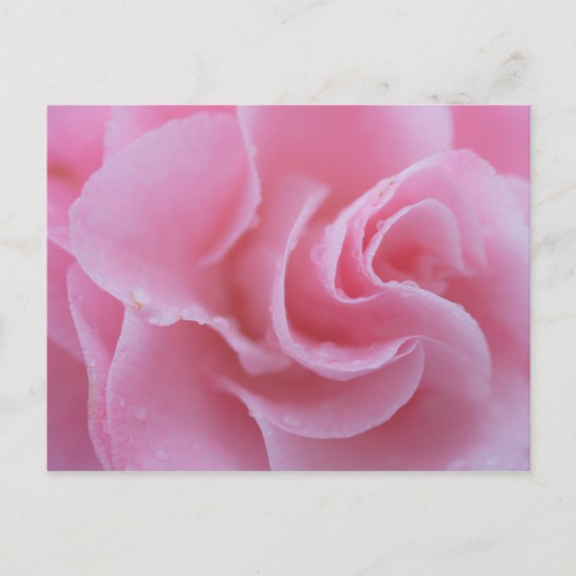 Pink Common Camellia Postcard (Front)