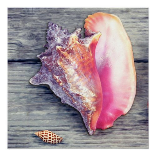 Pink Conch Junonia Seashell Photography Poster