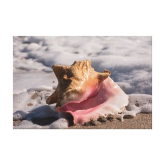 Pink Conch Shell