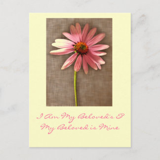 Pink Cone Flower -I am My Beloved's and My Beloved Postcard