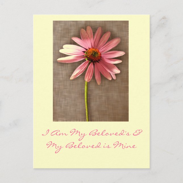 Pink Cone Flower -I am My Beloved's and My Beloved Postcard (Front)