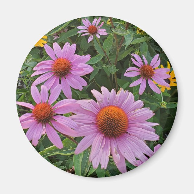 Pink Cone Flowers Nature Photograph Magnet (Front)