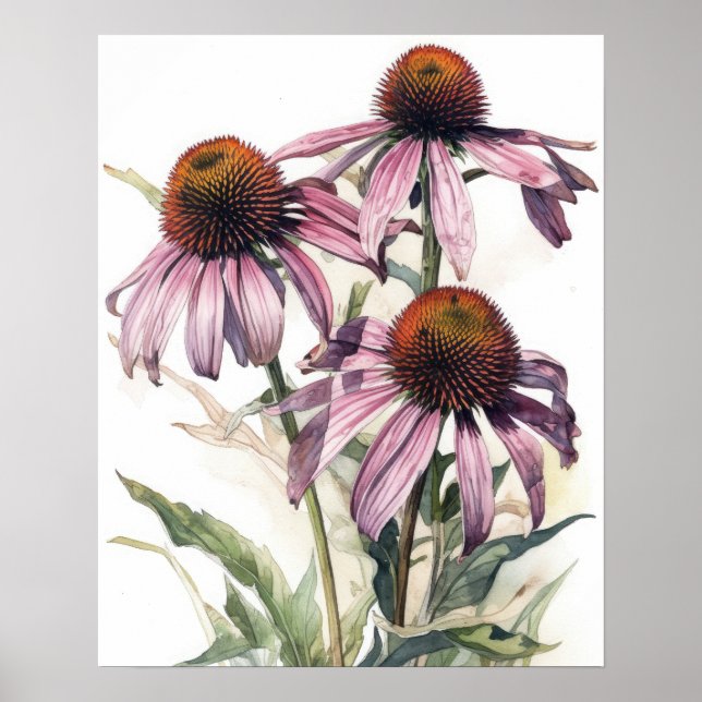 Pink Coneflower Flowers Art Print Poster (Front)