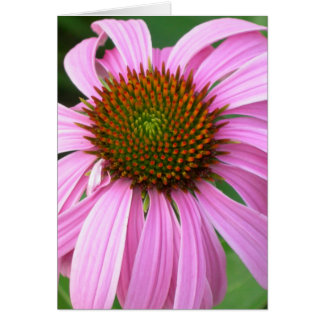 Pink Coneflower You Amaze Me Cards