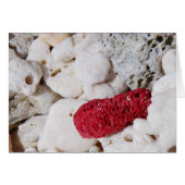 Pink Coral (Front Horizontal)