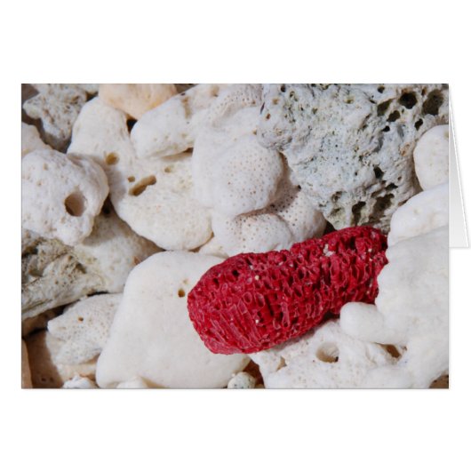 Pink Coral Cards (Front Horizontal)