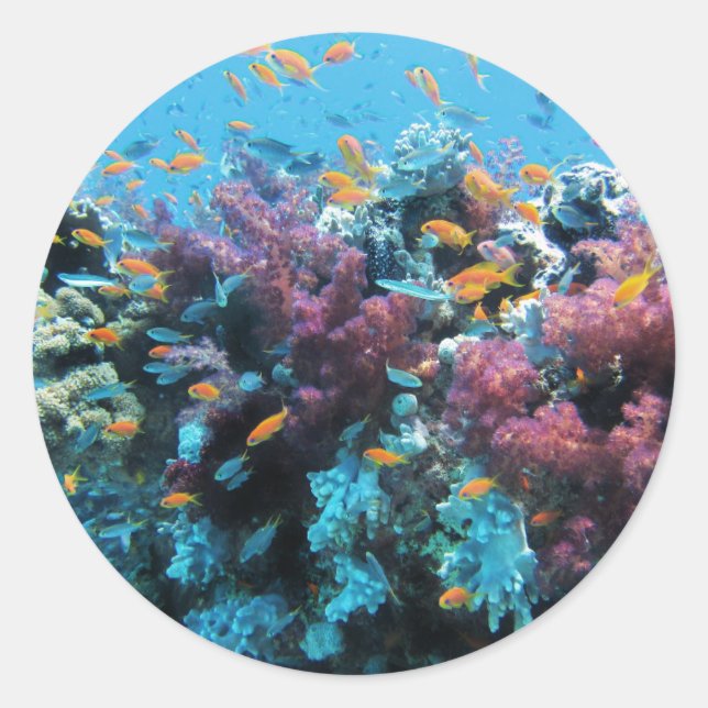 Pink Coral Classic Round Sticker (Front)