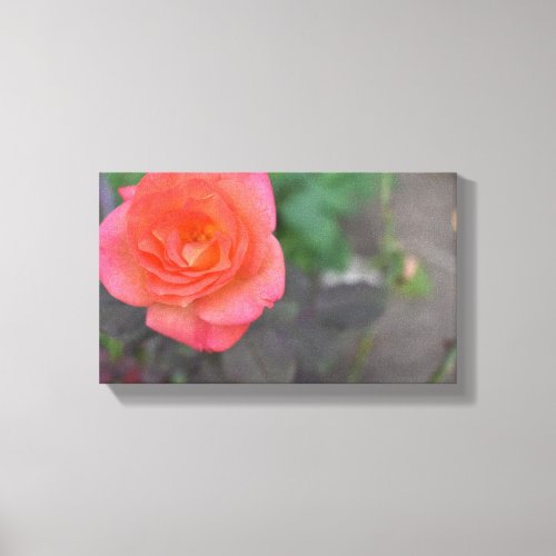 Pink Coral Rose Nature Photography Flower Plant Canvas Print