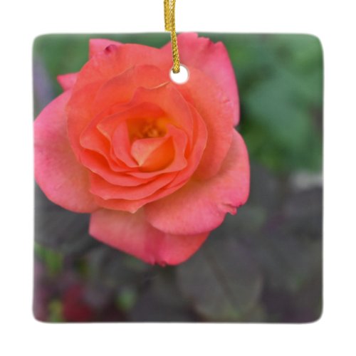 Pink Coral Rose Nature Photography Flower Plant Ceramic Ornament