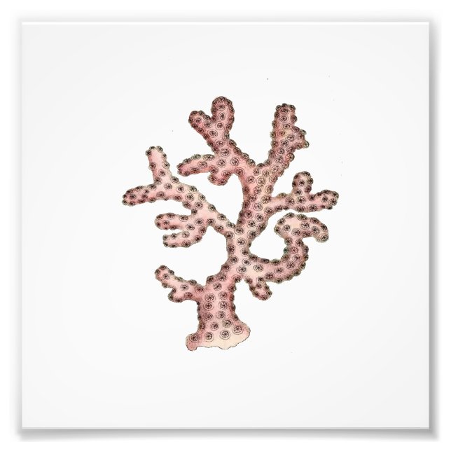Pink Coral Sea Ocean Nautical Bathroom Photo Print (Front)