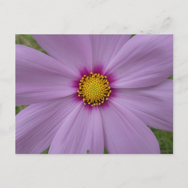 Pink Cosmea Close up DIY Postcard (Front)