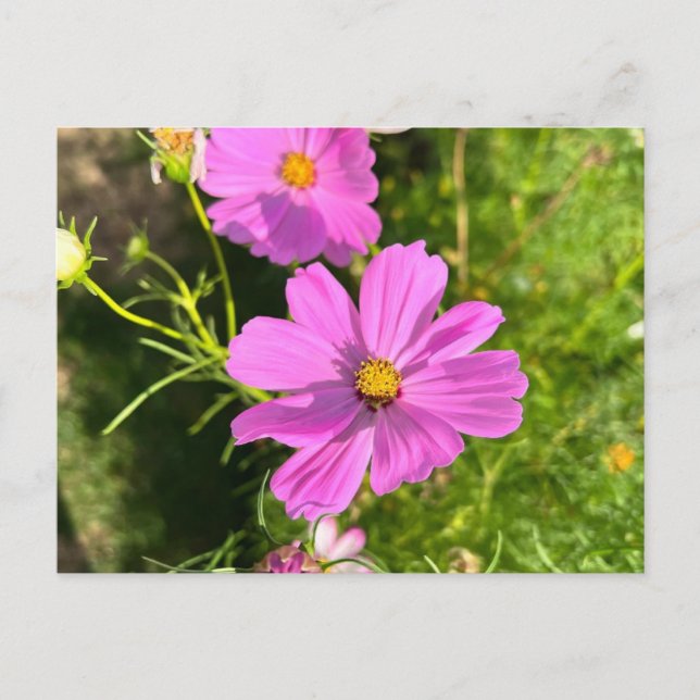 Pink Cosmo flower postcard (Front)