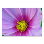 Pink Cosmos (Front Horizontal)
