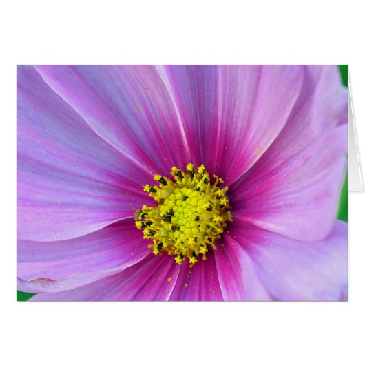 Pink Cosmos (Front Horizontal)