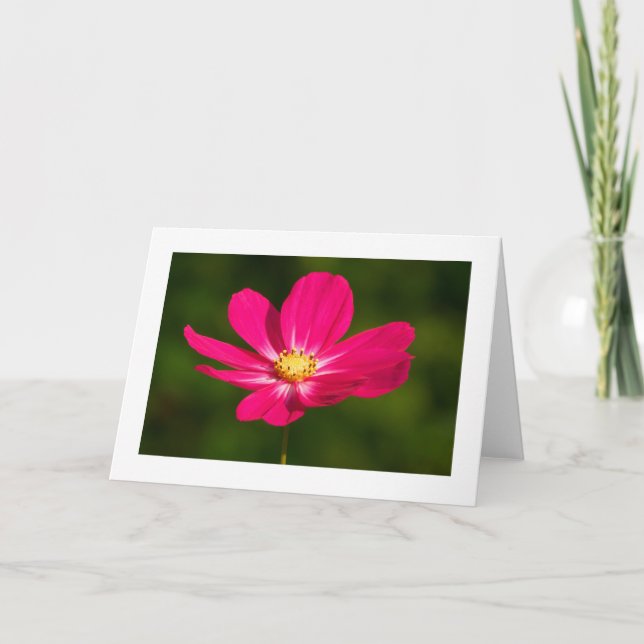 Pink Cosmos (Bordered) Card (Front)