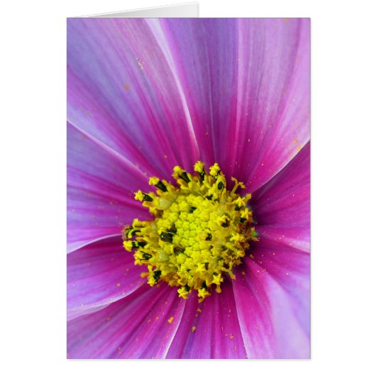 Pink Cosmos Cards (Front)