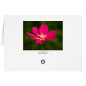 Pink Cosmos Cards (Back Horizontal)