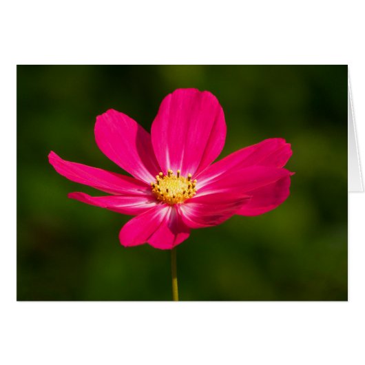 Pink Cosmos Cards (Front Horizontal)