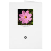 Pink Cosmos Cards (Back)