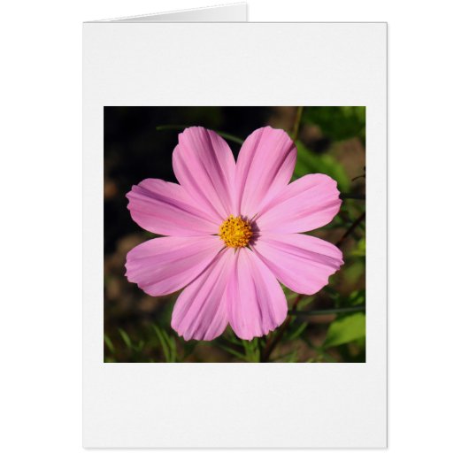 Pink Cosmos Cards (Front)