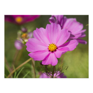 Pink Cosmos Flower 2 Poster
