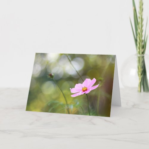 Pink Cosmos Flower Late Afternoon Bokeh Card