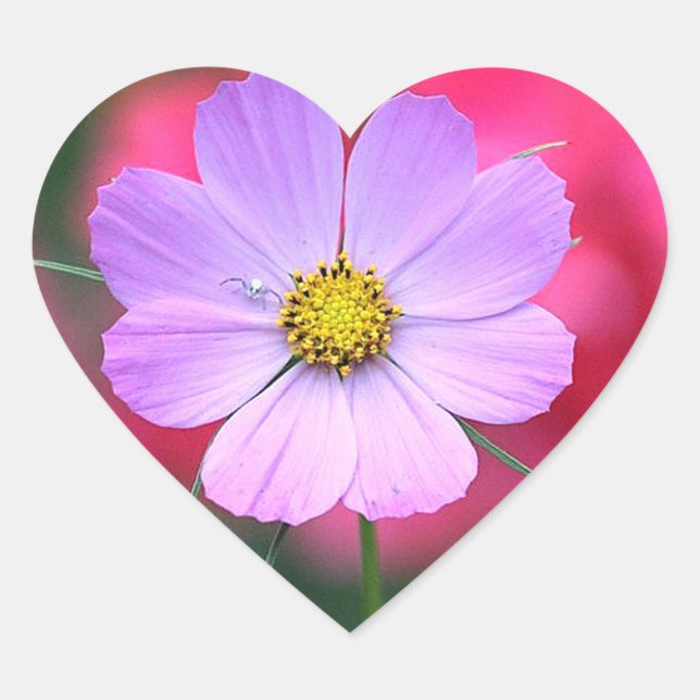 Pink Cosmos Flower Sticker (Front)
