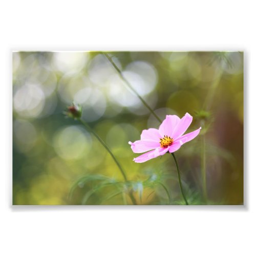 Pink Cosmos Flower With Green Golden Hour Bokeh Photo Print