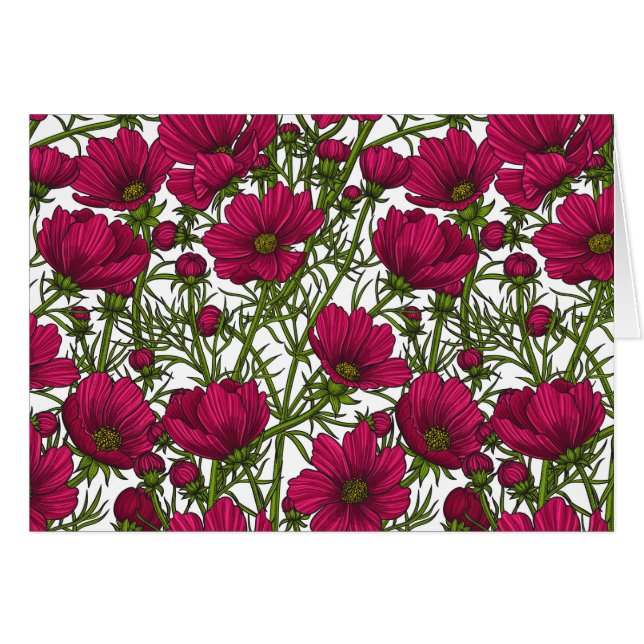 Pink Cosmos flowers (Front Horizontal)
