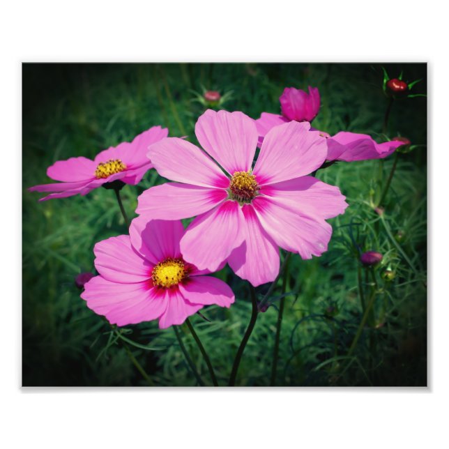 Pink Cosmos Flowers 8x10 Photo Print (Front)