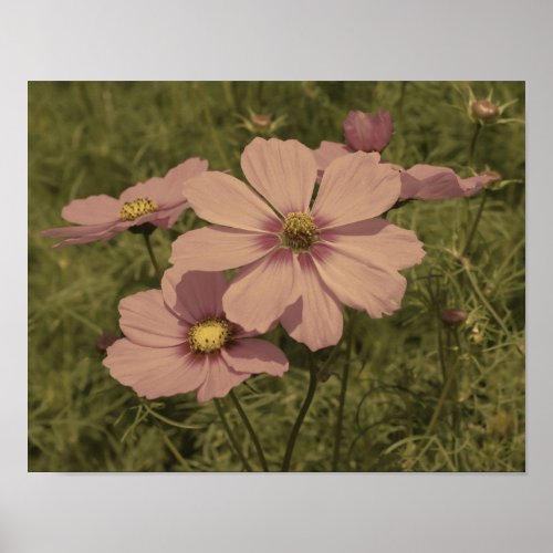 Pink Cosmos Flowers Aged Partial Color Poster