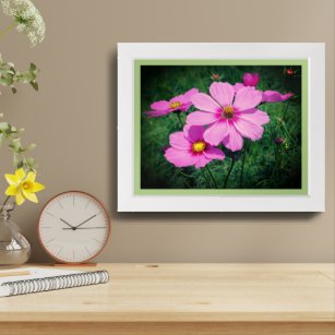 Pink Cosmos Flowers Framed Framed Art