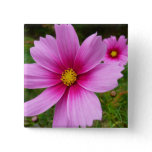 Pink Cosmos Flowers Wildflower Button