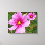 Pink Cosmos Flowers Wildflower Canvas Print