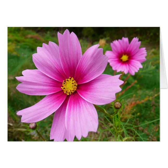 Pink Cosmos Flowers Wildflower Card (Front Horizontal)