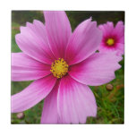 Pink Cosmos Flowers Wildflower Ceramic Tile