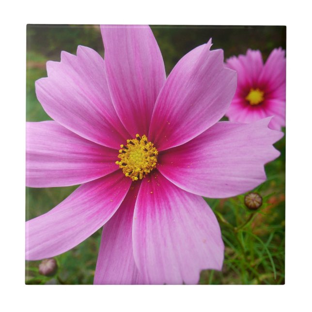 Pink Cosmos Flowers Wildflower Ceramic Tile (Front)