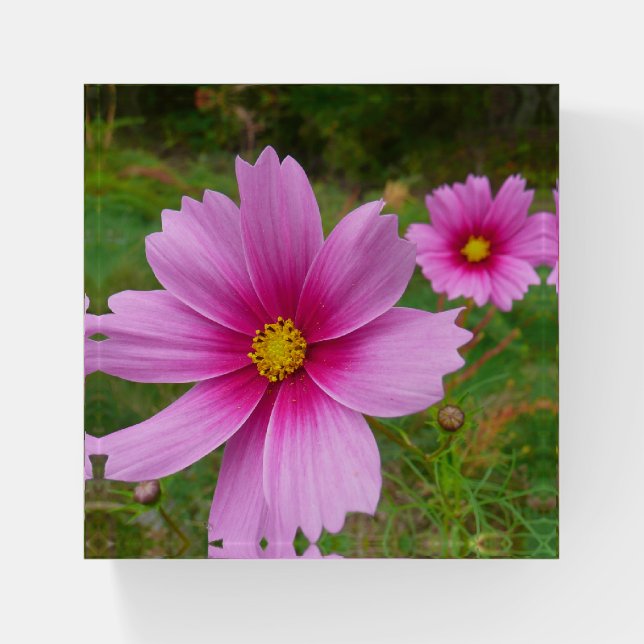 Pink Cosmos Flowers Wildflower Paperweight (Front)