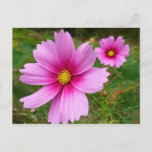 Pink Cosmos Flowers Wildflower Postcard