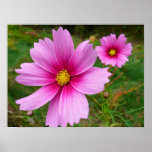 Pink Cosmos Flowers Wildflower Poster