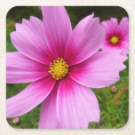 Pink Cosmos Flowers Wildflower Square Paper Coaster