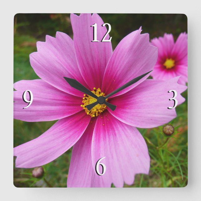 Pink Cosmos Flowers Wildflower Square Wall Clock (Front)
