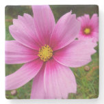 Pink Cosmos Flowers Wildflower Stone Coaster