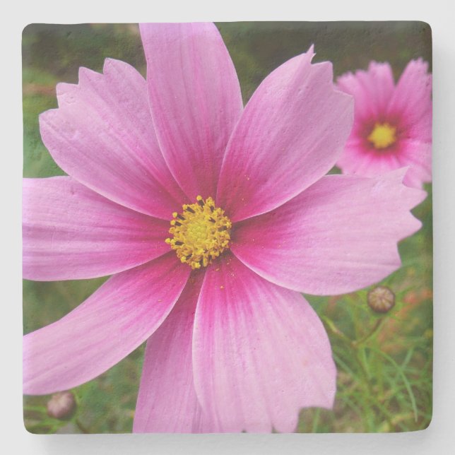 Pink Cosmos Flowers Wildflower Stone Coaster (Front)