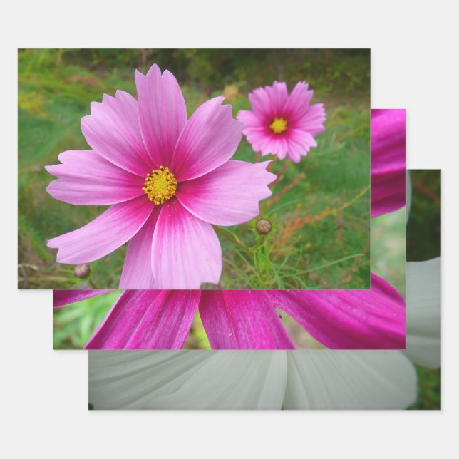 Pink Cosmos Flowers Wildflower Wrapping Paper Sheets (Set)